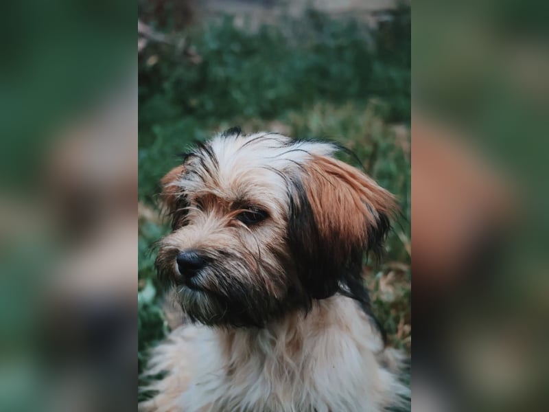 verträgliche, freundliche POPPY sucht ihr Für-Immer-Zuhause