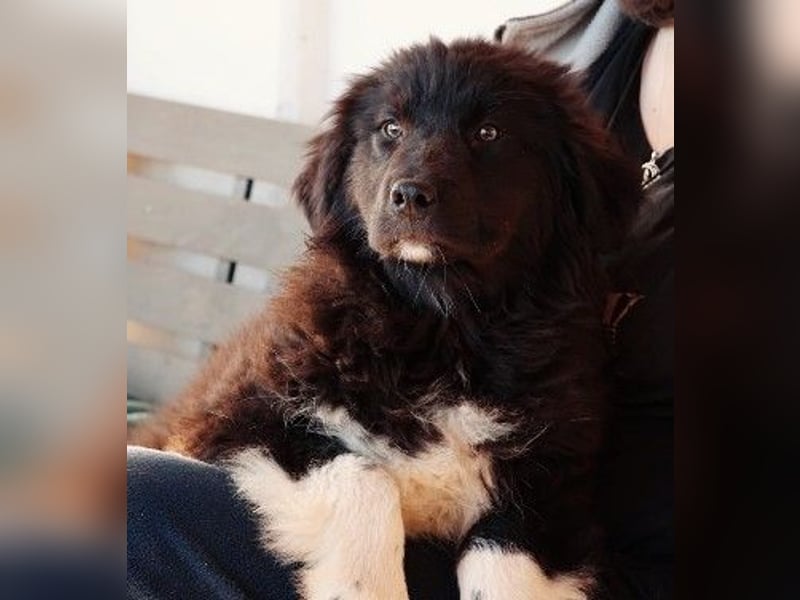 VELVET - zauberhaftes, kleines Welpenmädchen