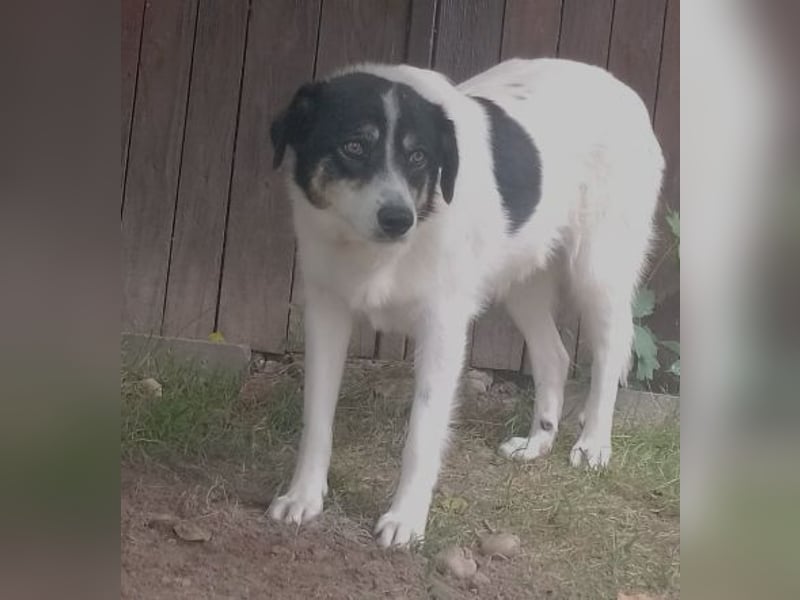 ängstliche JUNA sucht geduldige Menschen