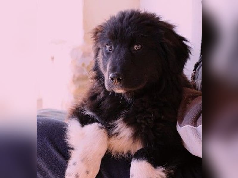 VELVET - zauberhaftes, kleines Welpenmädchen