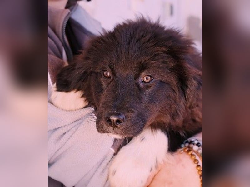 VELVET - zauberhaftes, kleines Welpenmädchen