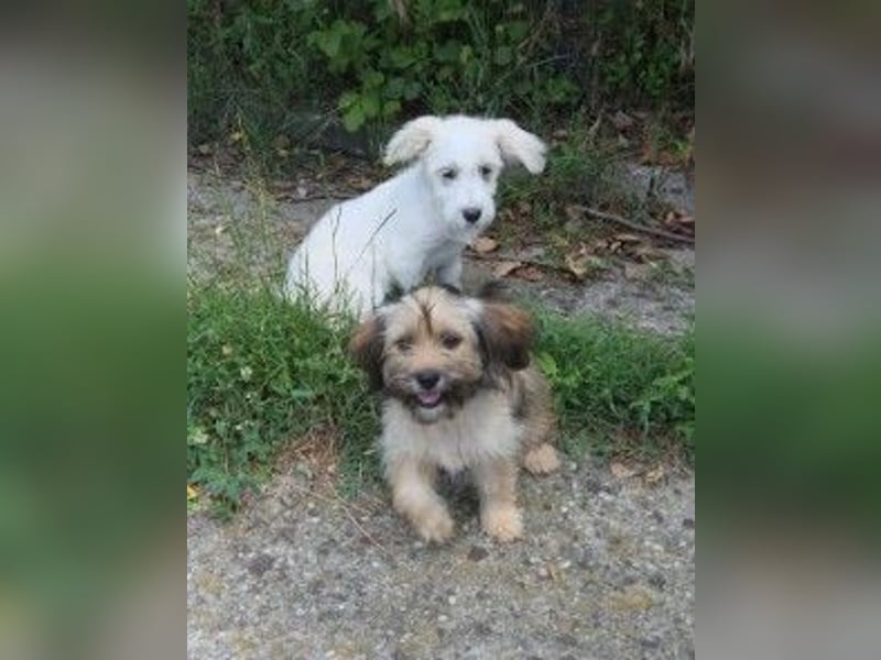 verträgliche, freundliche POPPY sucht ihr Für-Immer-Zuhause