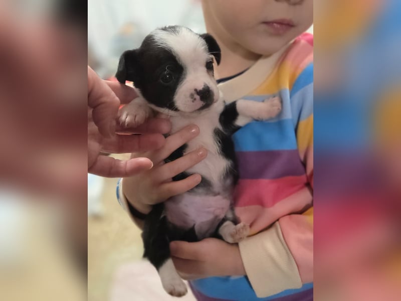 PACO - bezaubernder Welpenjunge sucht seine Familie