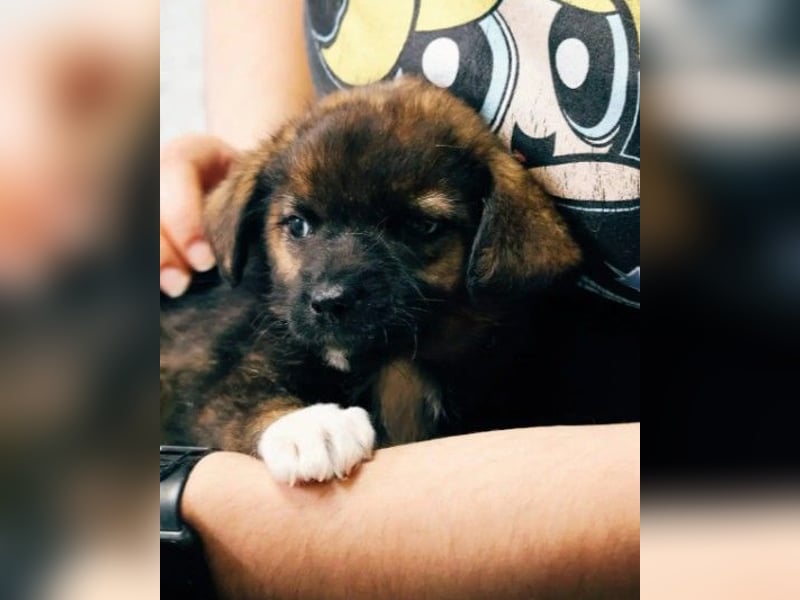 GINGER - zauberhaftes Welpenmädchen sucht ihre Familie