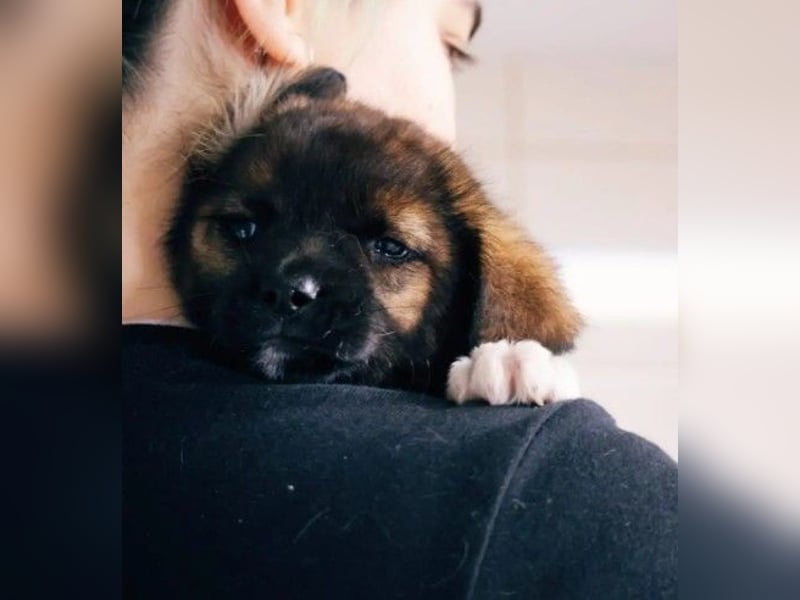 GINGER - zauberhaftes Welpenmädchen sucht ihre Familie