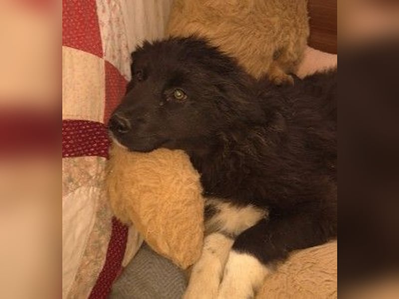 VELVET - zauberhaftes, kleines Welpenmädchen