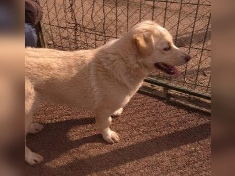 EMMI - fröhliche, menschenbezogene Junghündin