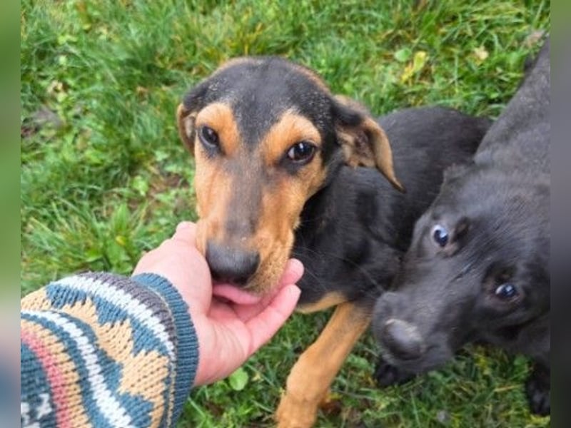 THEO - zauberhafter Junghund sucht seine Familie