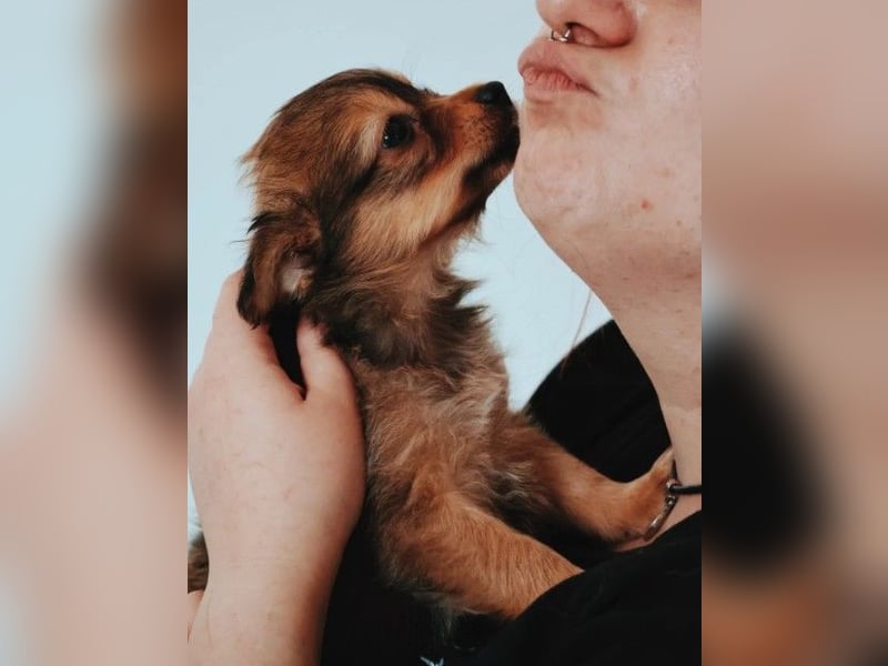 NORBERT - süßer, kleiner Kerl sucht seine Familie
