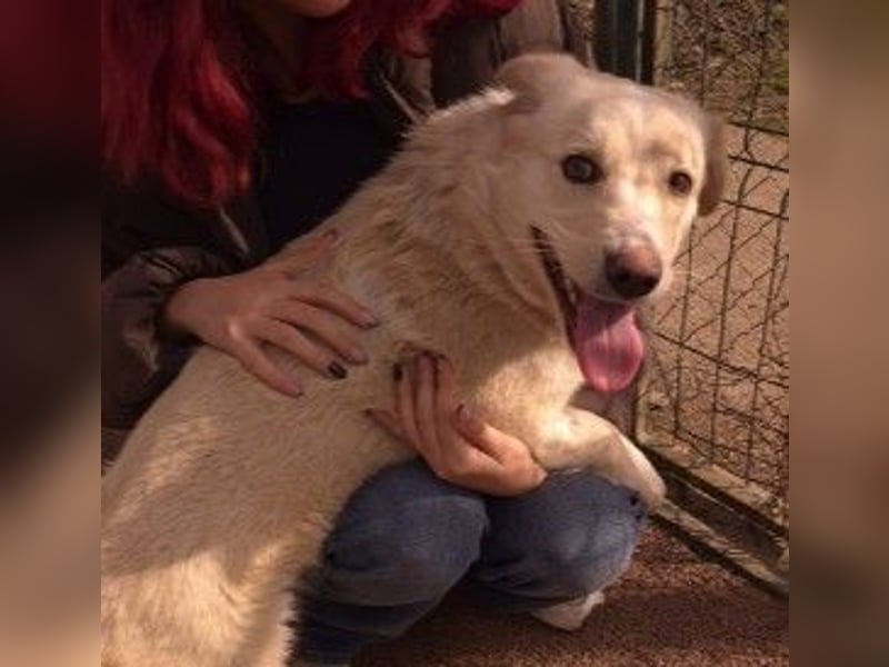 EMMI - fröhliche, menschenbezogene Junghündin