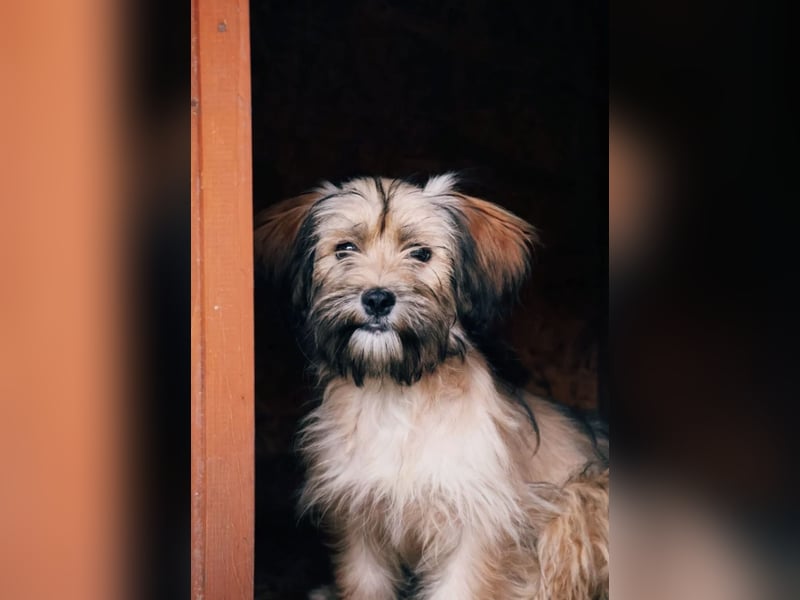 verträgliche, freundliche POPPY sucht ihr Für-Immer-Zuhause