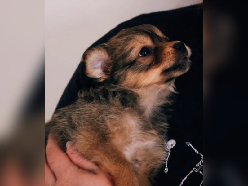 NORBERT - süßer, kleiner Kerl sucht seine Familie