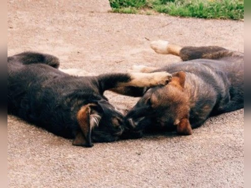 NEMO - zauberhafter Junghund sucht seine Familie