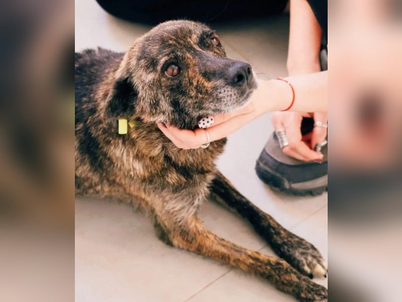 MIKI - liebenswerte Hündin sucht ihre große Chance