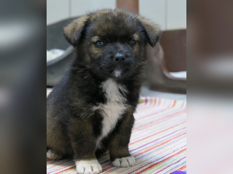 GINGER - zauberhaftes Welpenmädchen sucht ihre Familie