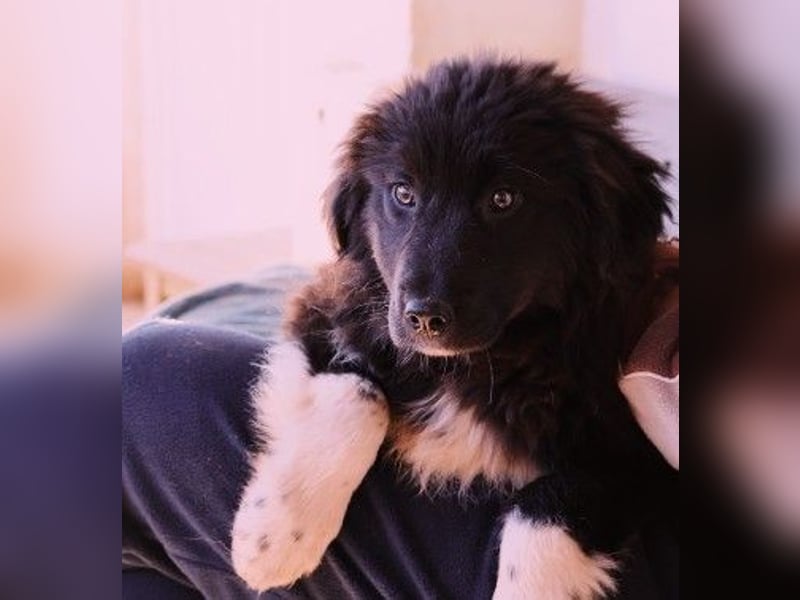 VELVET - zauberhaftes, kleines Welpenmädchen