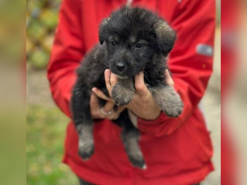 WELPE6N - bezaubernder Welpenjunge sucht seine Familie