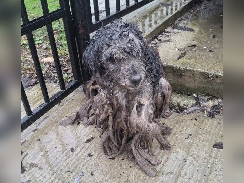 Rocky hat endlich eine liebe Familie verdient