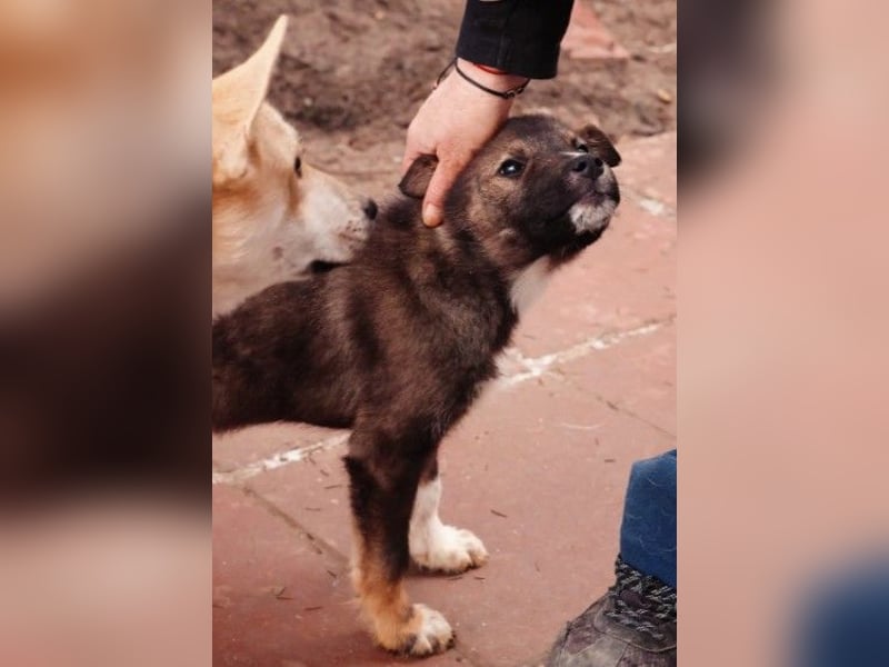 NEMO - zauberhafter Junghund sucht seine Familie