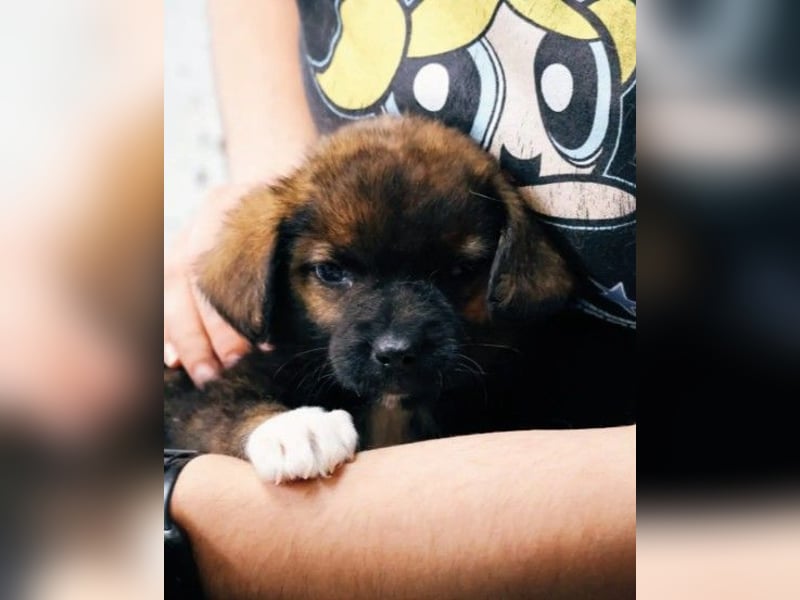 GINGER - zauberhaftes Welpenmädchen sucht ihre Familie