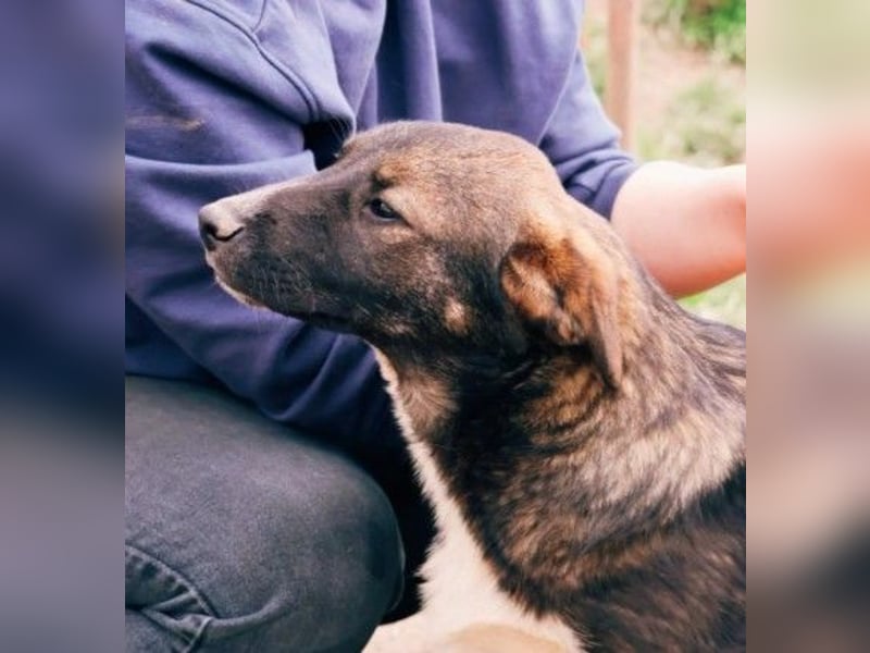 NEMO - zauberhafter Junghund sucht seine Familie