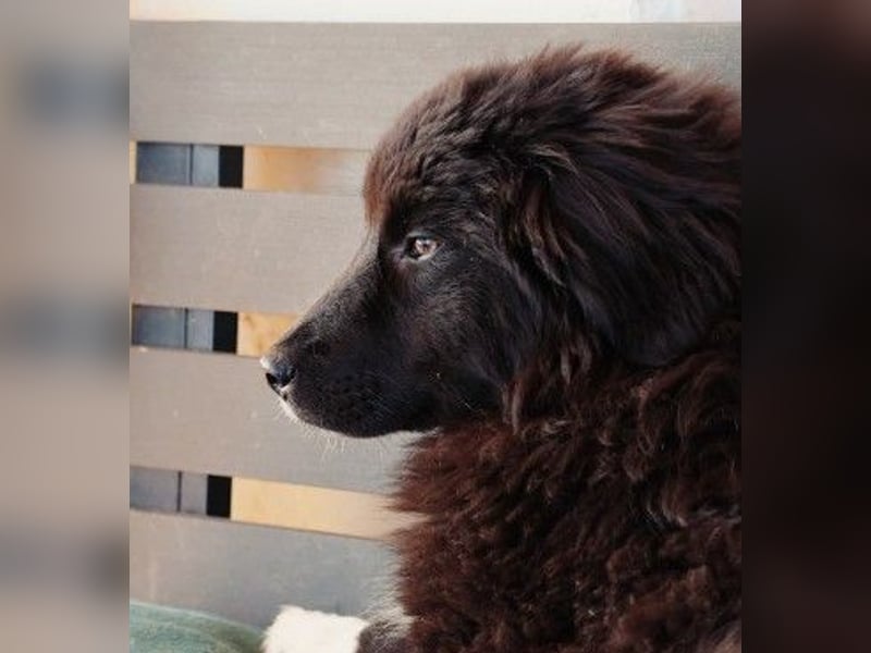 VELVET - zauberhaftes, kleines Welpenmädchen