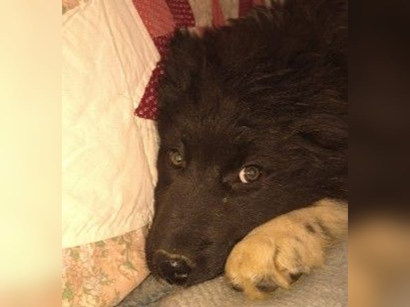 VELVET - zauberhaftes, kleines Welpenmädchen