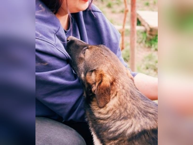 NEMO - zauberhafter Junghund sucht seine Familie