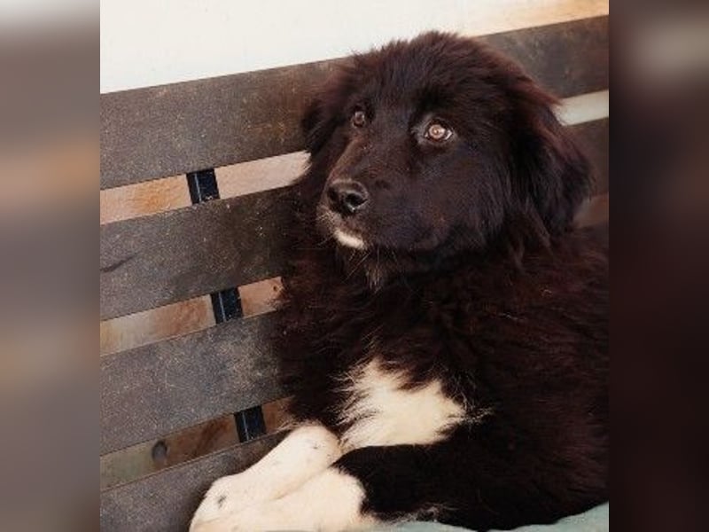 VELVET - zauberhaftes, kleines Welpenmädchen