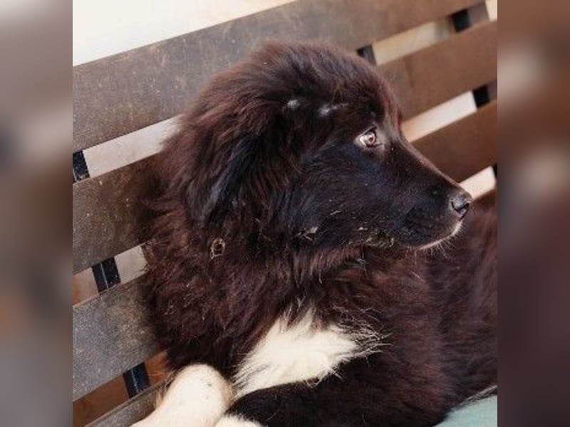 VELVET - zauberhaftes, kleines Welpenmädchen