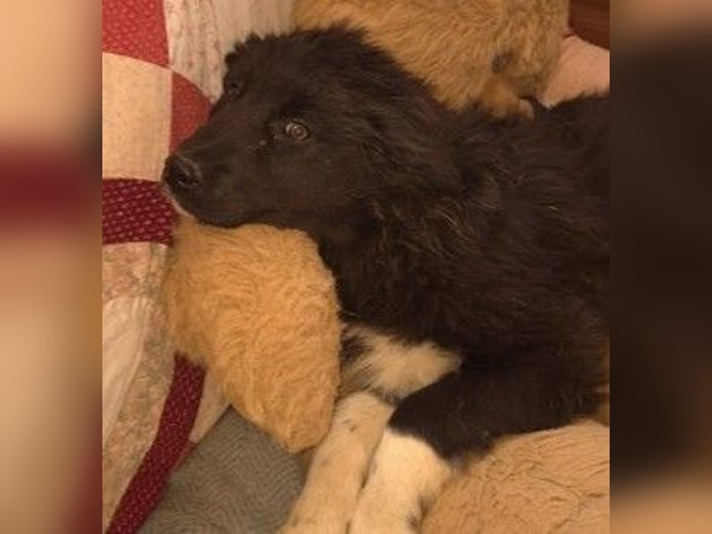 VELVET - zauberhaftes, kleines Welpenmädchen