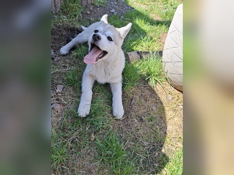 Akita - Husky Welpen