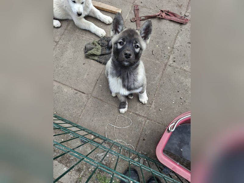 Akita - Husky Welpen