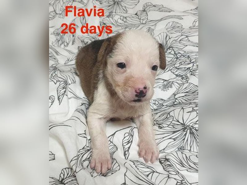 Flavia