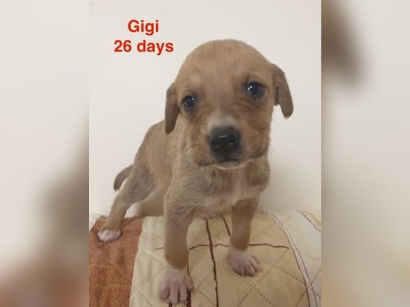 Gigi