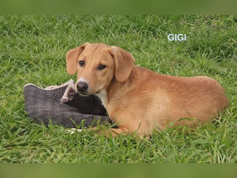 Gigi