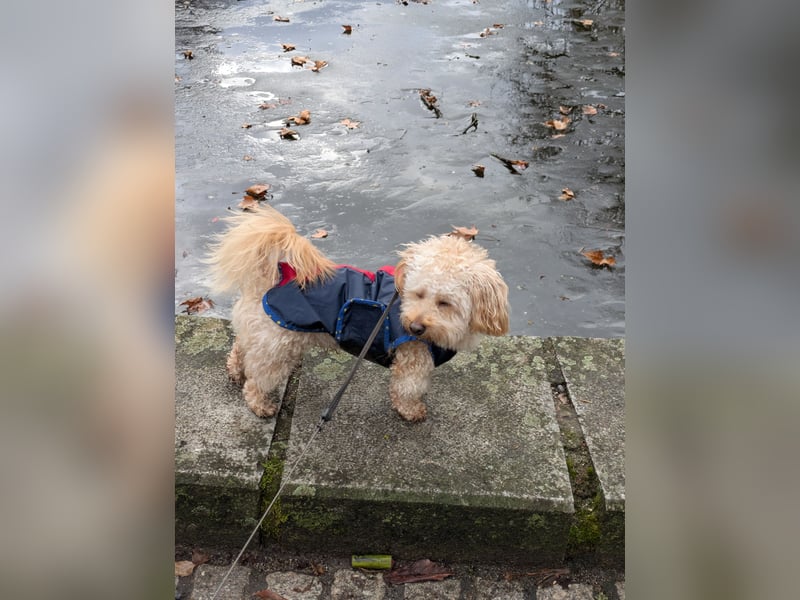Maltipoo Deckrüden 2 Jahre alt