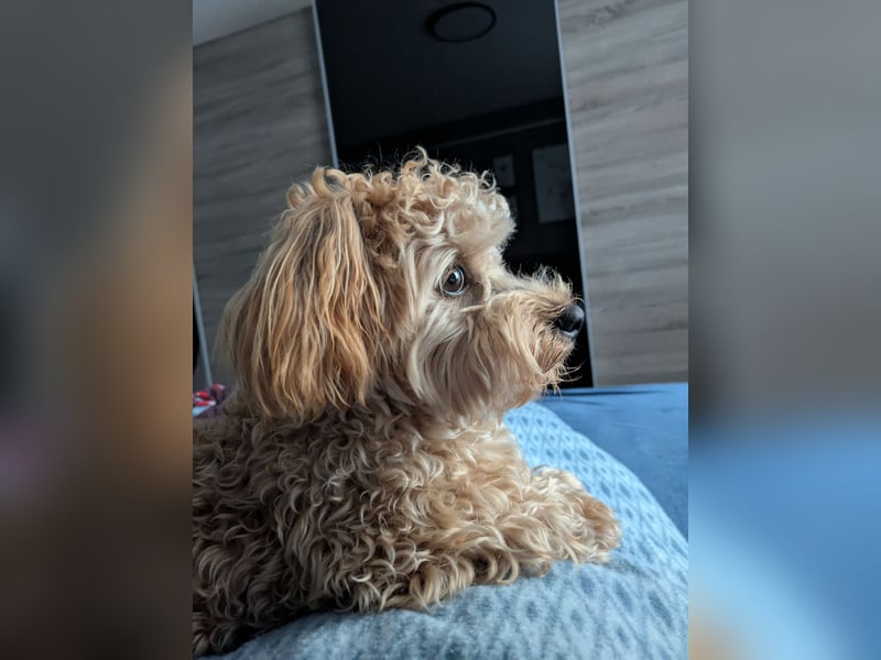 Maltipoo Deckrüden 2 Jahre alt