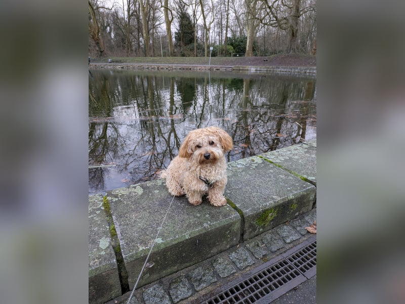 Maltipoo Deckrüden 2 Jahre alt