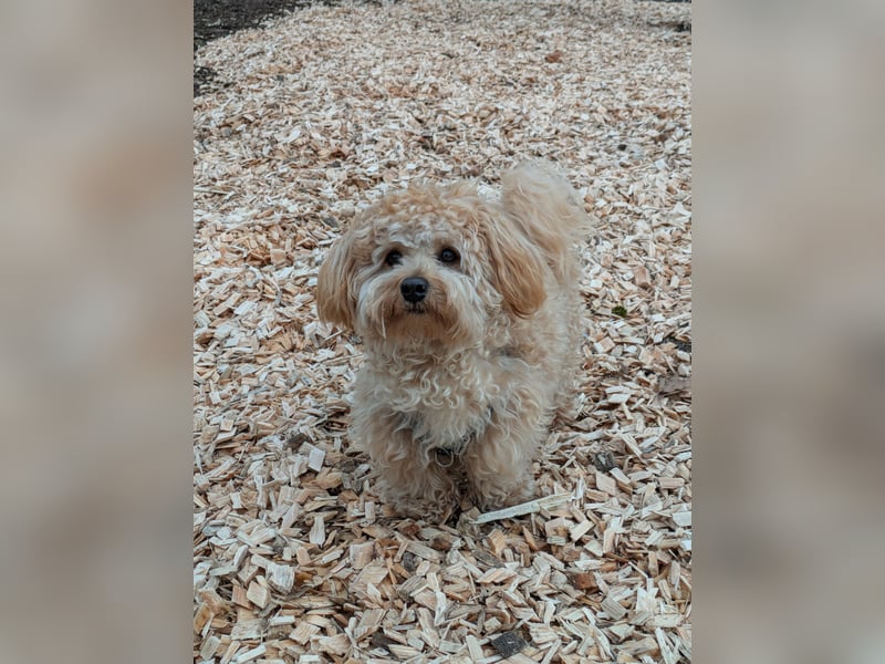 Maltipoo Deckrüden 2 Jahre alt