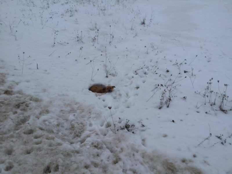 IM SCHNEE FAST ERFROREN ++ HERZENSWÄRME GESUCHT FÜR ZARA