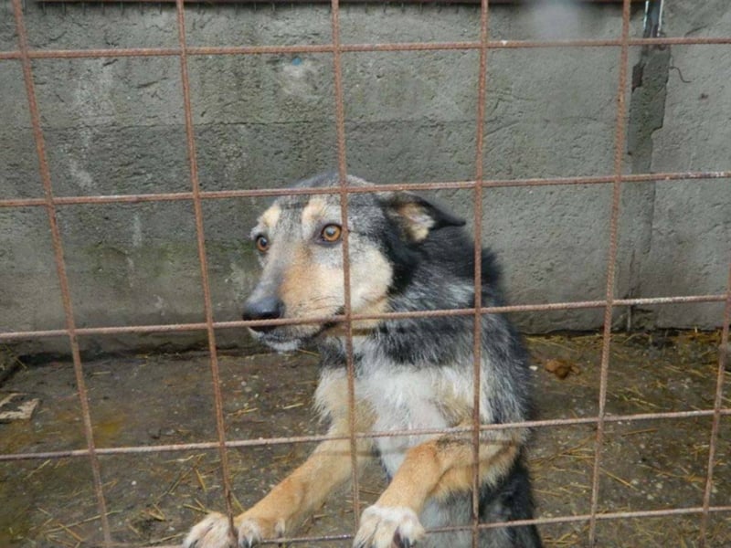 ZARTE SEELE BRAUCHT LIEBENDE MENSCHEN ++ CHARLOTTE SUCHT SCHON ZU LANGE