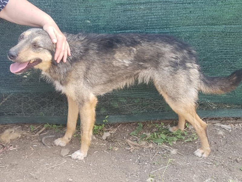 ZARTE SEELE BRAUCHT LIEBENDE MENSCHEN ++ CHARLOTTE SUCHT SCHON ZU LANGE