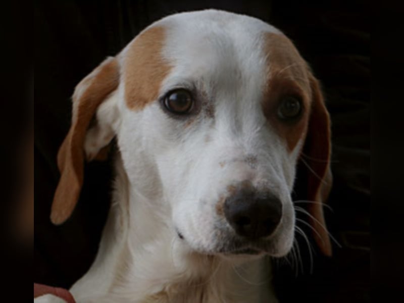 Vittorio