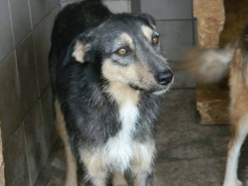 ZARTE SEELE BRAUCHT LIEBENDE MENSCHEN ++ CHARLOTTE SUCHT SCHON ZU LANGE