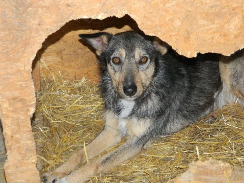 ZARTE SEELE BRAUCHT LIEBENDE MENSCHEN ++ CHARLOTTE SUCHT SCHON ZU LANGE