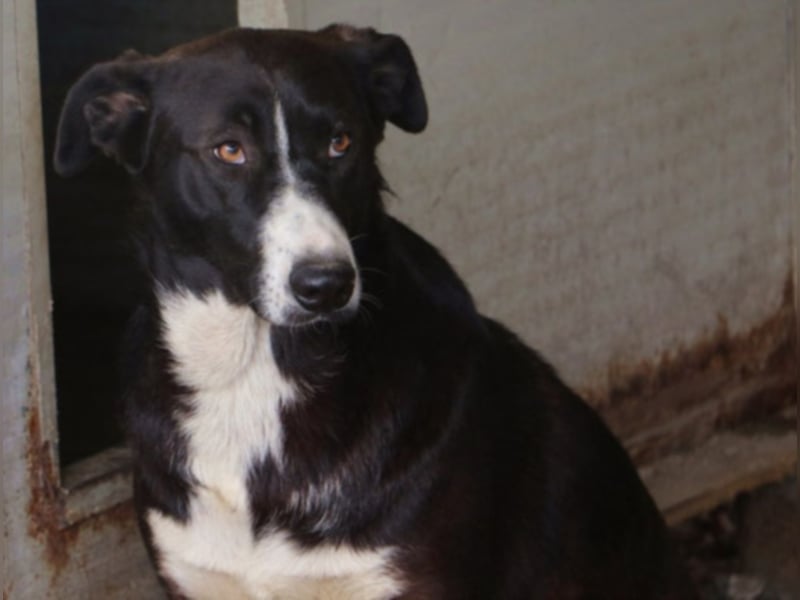 Tilde