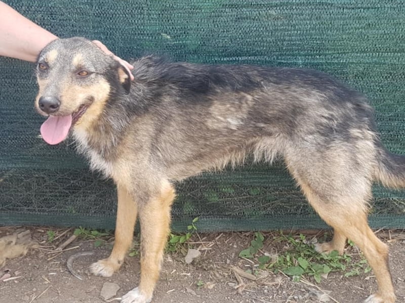 ZARTE SEELE BRAUCHT LIEBENDE MENSCHEN ++ CHARLOTTE SUCHT SCHON ZU LANGE