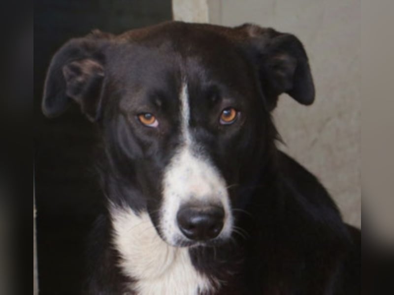 Tilde