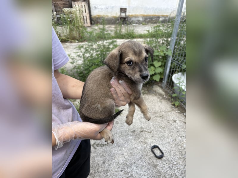 ⭐️Yuki ⭐️, Strahlemann, Welpe, Rüde, 3 Monate, 20 cm (im Wachstum), Mischling, Tierschutz Rumänien